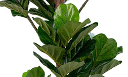 Kunst Ficus lyrata Vioolplant