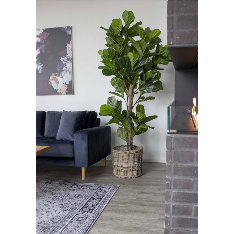 Kunst Ficus lyrata Vioolplant