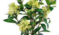 Kunst Skimmia japonica Leilaurier