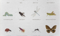 Wanddecoratie Insects