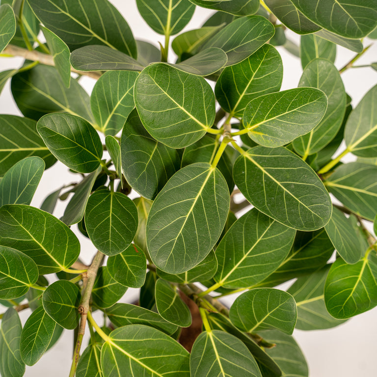 Ficus Benghalensis Petite Audrey Banyan