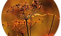 Wanddecoratie cirkel Droogbloem