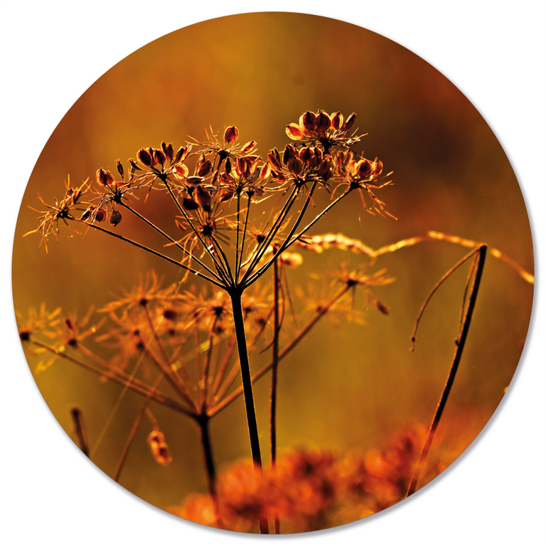 Wanddecoratie cirkel Droogbloem