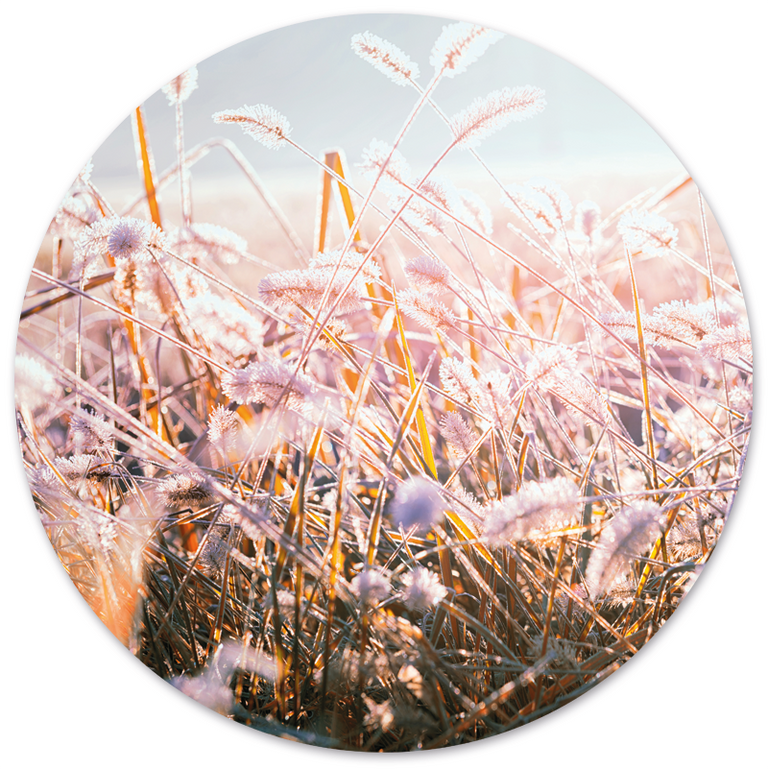 Wanddecoratie cirkel Winter Morning Flower